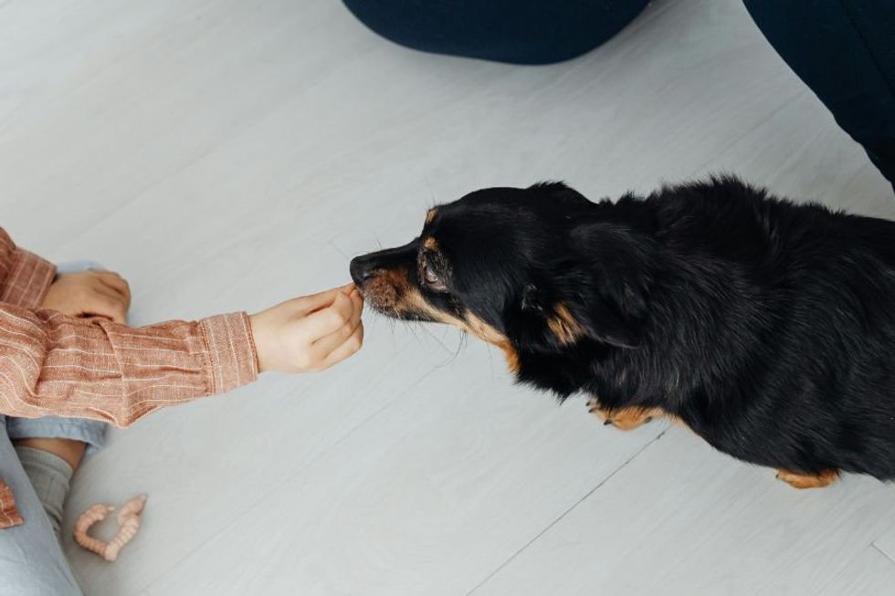 dog is fed by hand